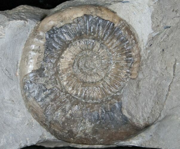 Dumortiera Ammonite Fossil - Germany #13166